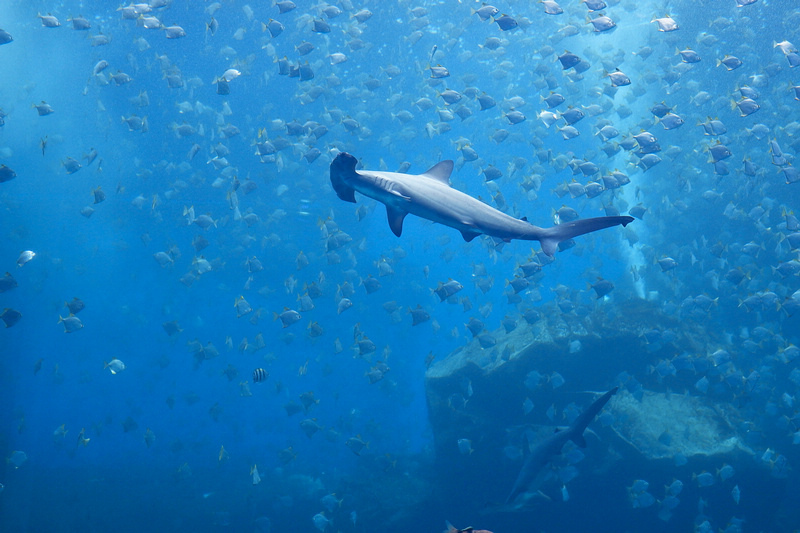 【桃園Xpark水族館】2024最新必看亮點、門票優惠、玩樂