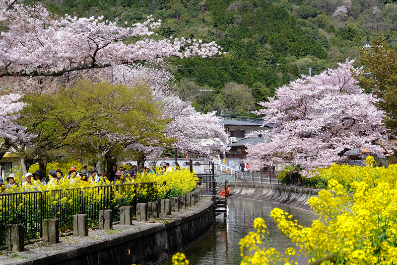 【京都賞櫻】山科疏水櫻花與乘船：美到流淚！油菜花和櫻花雙重奏