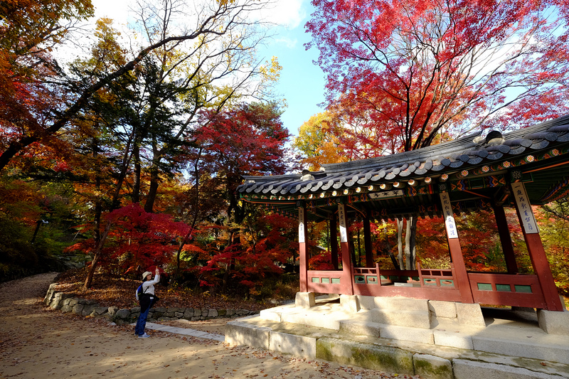 【韓國首爾】昌德宮秘苑預約＆門票韓服，紅葉漫天皇族後花園爆炸