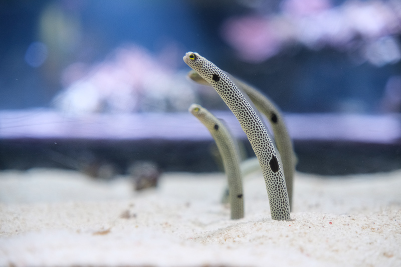 【東京】墨田水族館：晴空塔內超萌企鵝水母！門票優惠＆必看重點