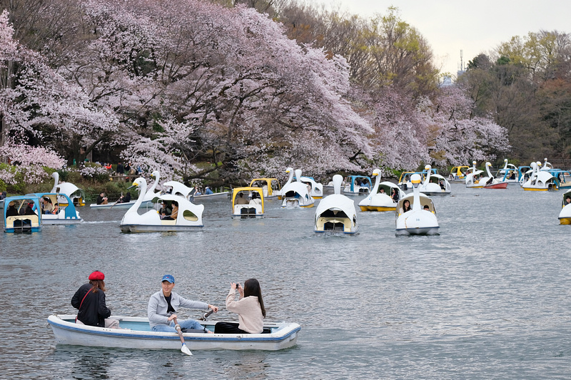 【東京吉祥寺】井之頭恩賜公園：看櫻花、野餐踩天鵝船，楓葉也很