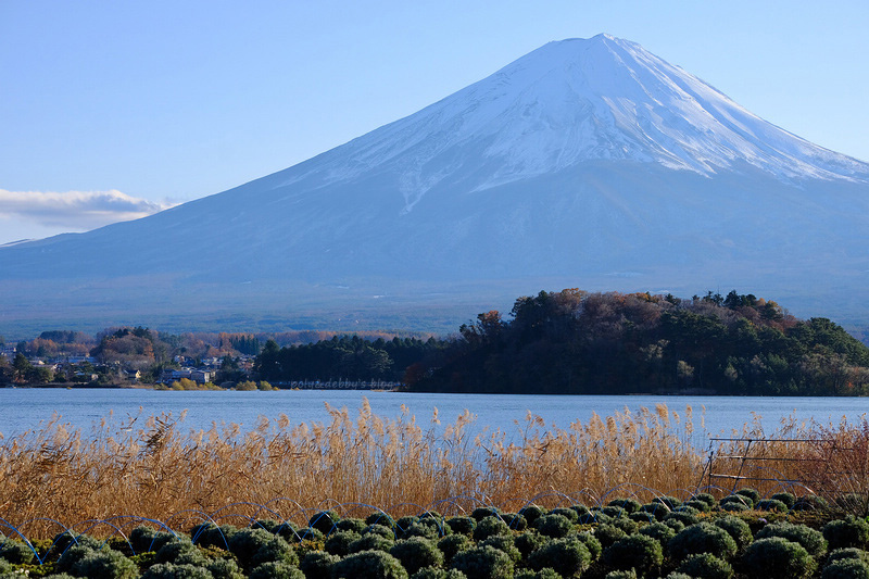 【河口湖】大石公園：巨無霸富士山視野美翻天！薰衣草、波波草花