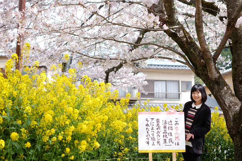 【京都賞櫻】山科疏水櫻花與乘船：美到流淚！油菜花和櫻花雙重奏