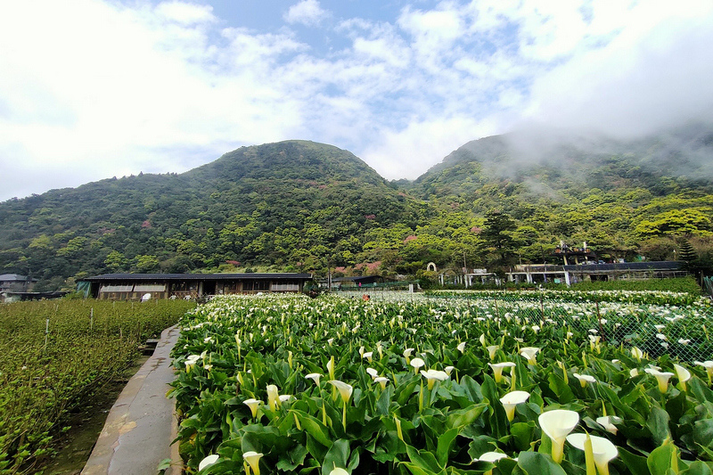 財福海芋田2.jpg