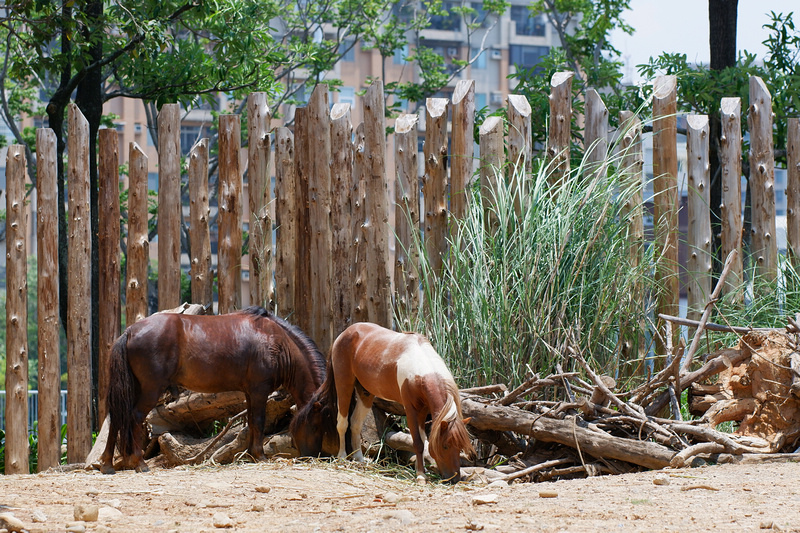 【新竹市立動物園】超美文青風動物園！門票交通美食＆附近景點一