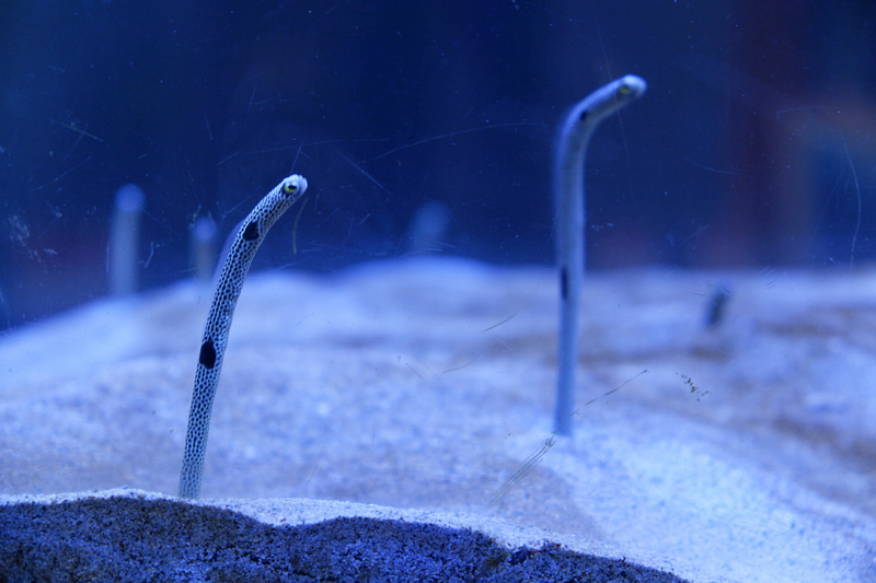 【澎湖】澎湖水族館：餵食秀超精彩！門票優惠＆海星觸摸池親子必