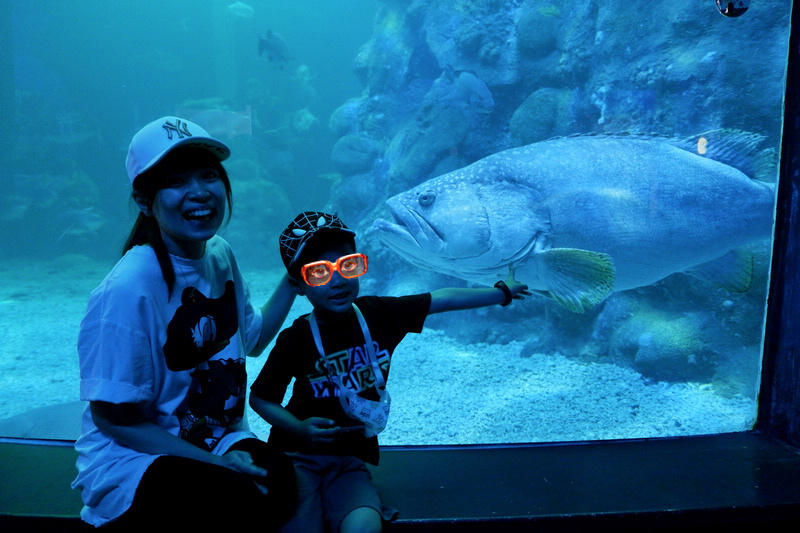 【澎湖】澎湖水族館：餵食秀超精彩！門票優惠＆海星觸摸池親子必