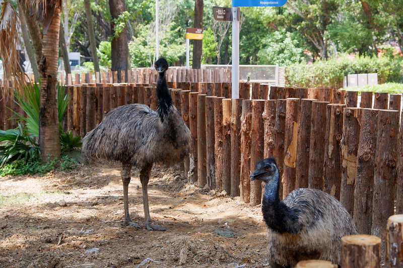 【新竹市立動物園】超美文青風動物園！門票交通美食＆附近景點一