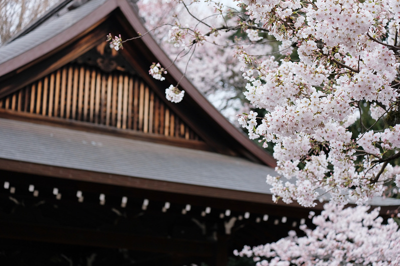 【東京】靖國神社：櫻花標準木在此！賞櫻花況指南樹，參拜爭議之