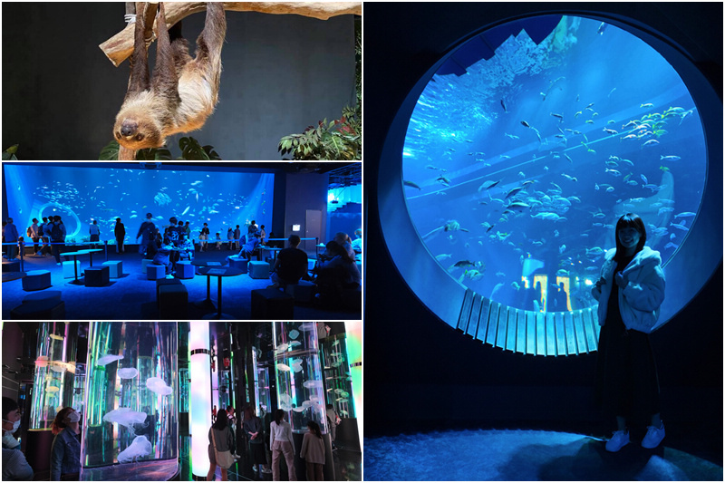 【沖繩】DMM Kariyushi水族館：餵食必看重點＆門票交通 (iias沖繩豐崎內)