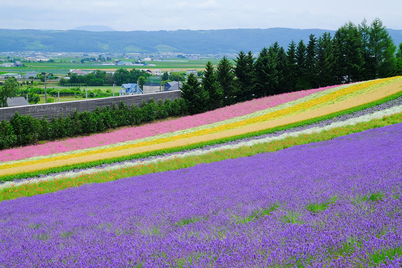 【北海道】富田農場：薰衣草花季美到爆炸！富良野花田最強景點狂