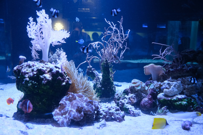 【東京】墨田水族館：晴空塔內超萌企鵝水母！門票優惠＆必看重點