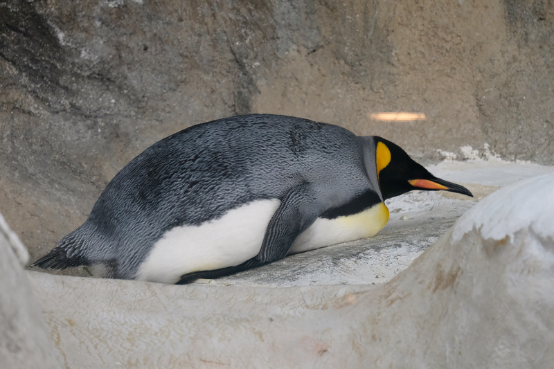 【台北市立動物園】木柵動物園：超萌企鵝熊貓無尾熊！門票停車＆