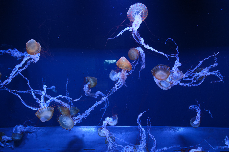 【東京】墨田水族館：晴空塔內超萌企鵝水母！門票優惠＆必看重點