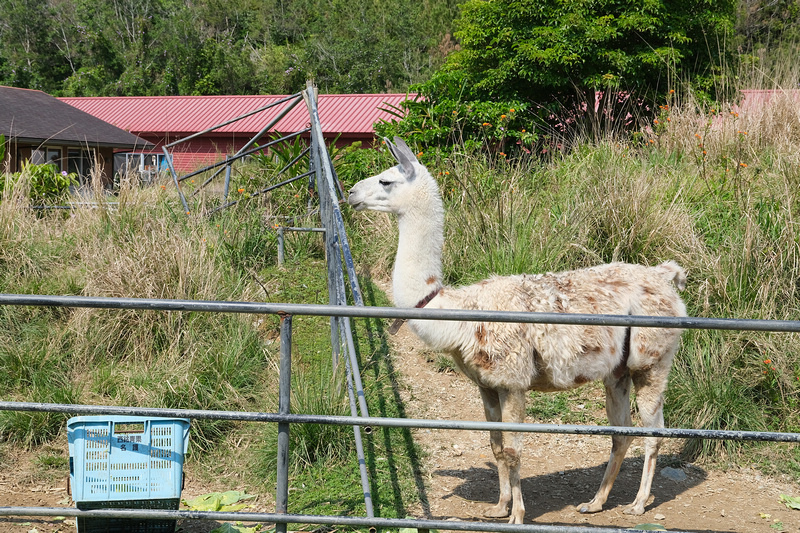 【沖繩】名護自然動植物公園：零距離接觸動物！鐵道火車和飛禽表