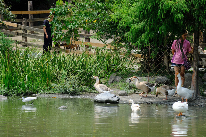 【宜蘭】宜農牧場：門票漲到150元！餵小動物、擠羊奶，親子一