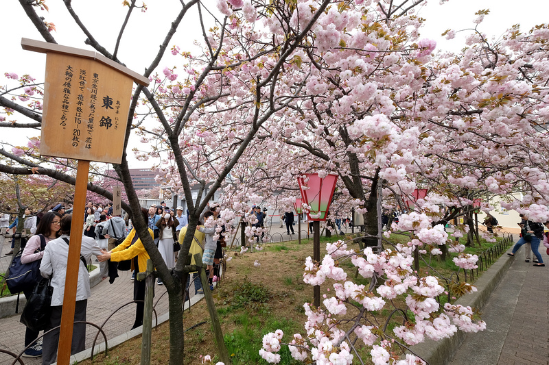 【大阪櫻花】大阪造幣局博物館：1年限定7天，百種粉嫩櫻花大怒