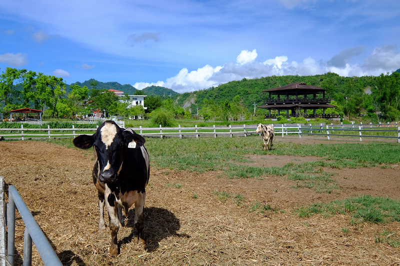 【花蓮瑞穗景點】2024瑞穗一日遊這樣玩！必吃美食、住宿溫泉