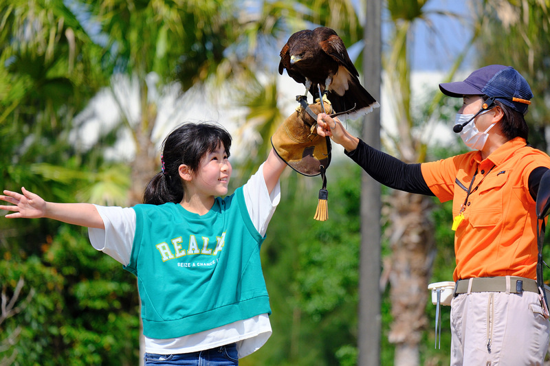 【沖繩】名護自然動植物公園：零距離接觸動物！鐵道火車和飛禽表