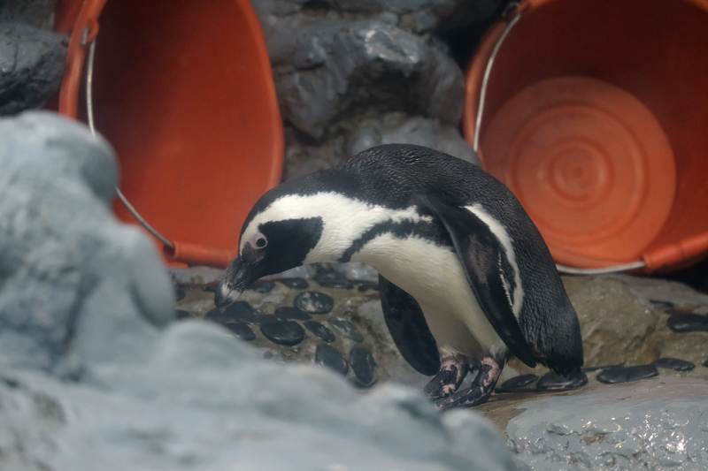 【台北市立動物園】木柵動物園：超萌企鵝熊貓無尾熊！門票停車＆