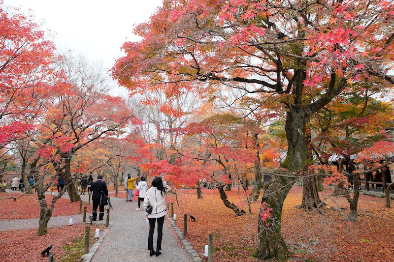 【京都賞楓景點】東福寺：楓葉之王美譽！通天橋紅葉火海般超吸睛