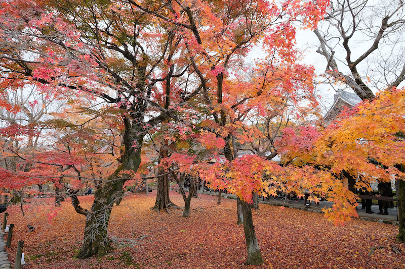 【京都賞楓景點】東福寺：楓葉之王美譽！通天橋紅葉火海般超吸睛