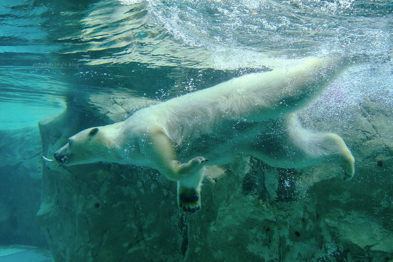 【北海道】旭山動物園：超夯企鵝散步＆北極熊游泳必看，含門票交