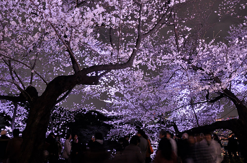 【東京】千鳥之淵櫻花＆夜櫻：粉紅仙境！交通划船行程必玩浪漫一