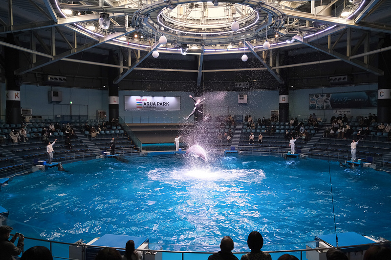 【東京】品川水族館Maxell Aqua Park：海豚秀超