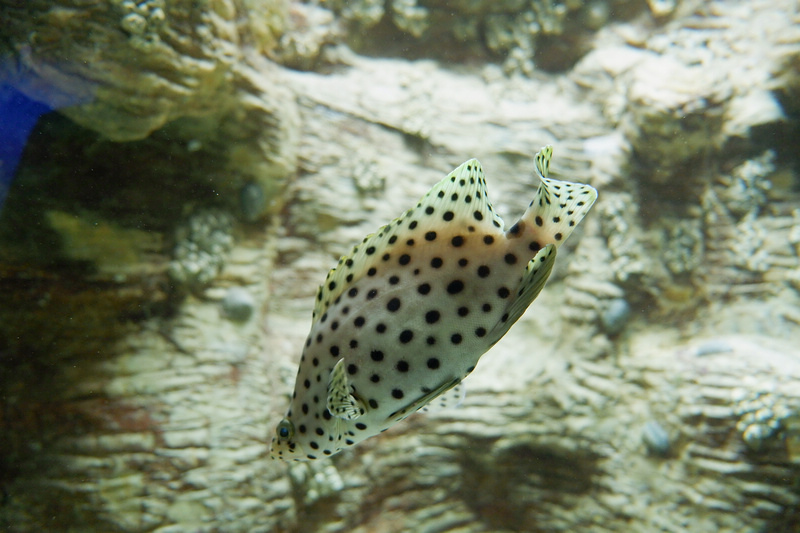 【澎湖】澎湖水族館：餵食秀超精彩！門票優惠＆海星觸摸池親子必