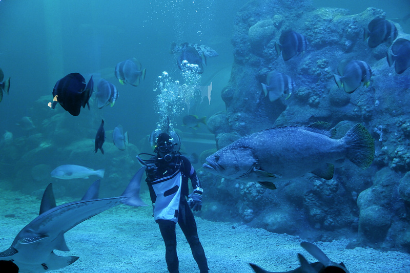 【澎湖】澎湖水族館：餵食秀超精彩！門票優惠＆海星觸摸池親子必