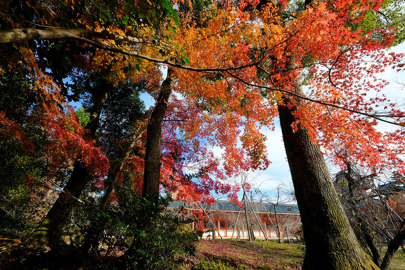 【京都】平安神宮：紀念建都千年而建！神苑櫻花夜櫻點燈＆楓葉必