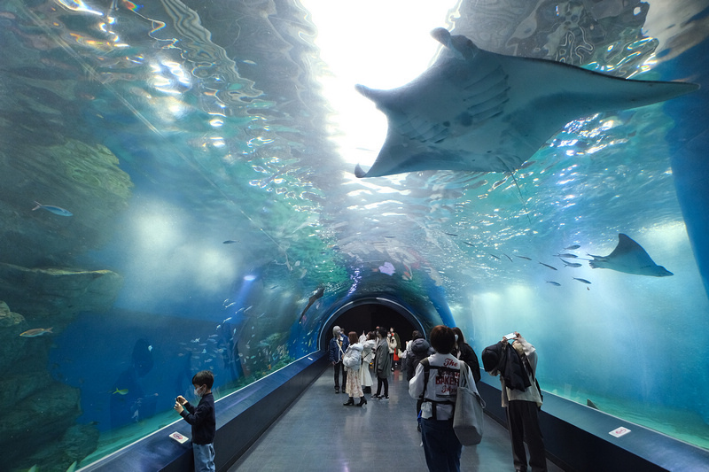 【東京】品川水族館Maxell Aqua Park：海豚秀超