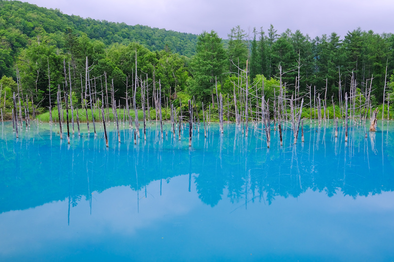 【北海道美瑛】白金青池：神秘藍超夢幻！冬天點燈好夢幻(含交通