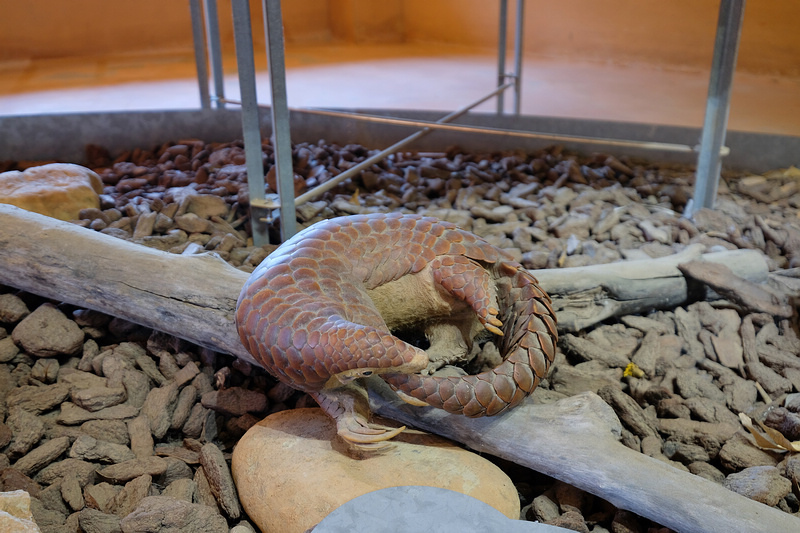 【新竹市立動物園】超美文青風動物園！門票交通美食＆附近景點一