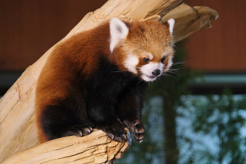 【沖繩】名護自然動植物公園：零距離接觸動物！鐵道火車和飛禽表