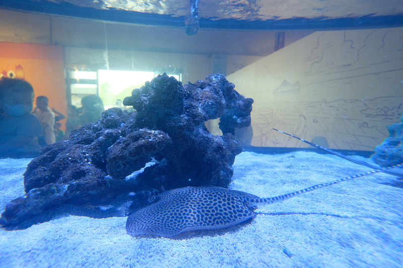 【宜蘭】金車生技水產養殖研發中心：餵鯊魚＆吃蝦蝦！門票交通餐