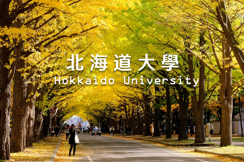 北海道大學銀杏攻略