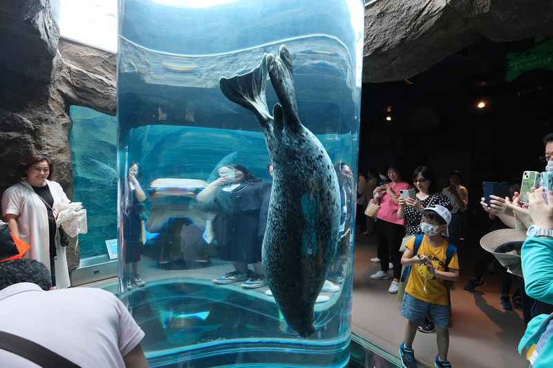 【北海道】旭山動物園：超夯企鵝散步＆北極熊游泳必看，含門票交