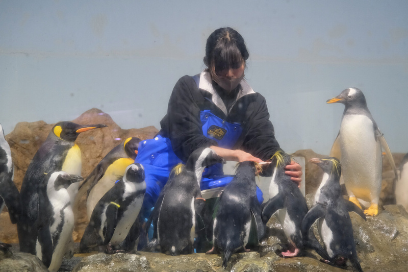 【東京】品川水族館Maxell Aqua Park：海豚秀超