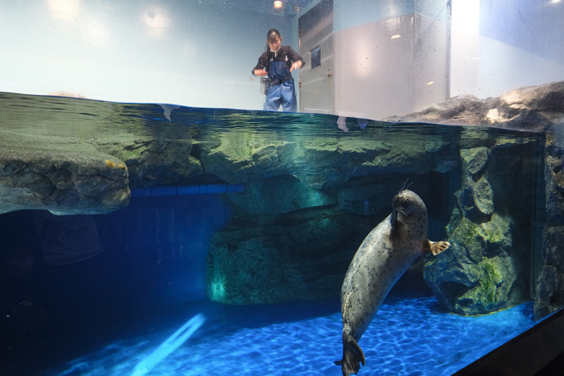 【東京】品川水族館Maxell Aqua Park：海豚秀超