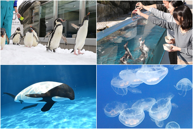 仙台海洋森林水族館.jpg