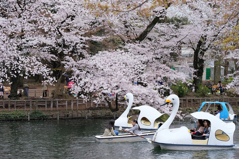 【東京吉祥寺】井之頭恩賜公園：看櫻花、野餐踩天鵝船，楓葉也很漂亮