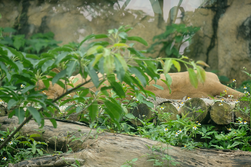 【台北市立動物園】木柵動物園：超萌企鵝熊貓無尾熊！門票停車＆