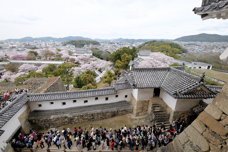 【姬路城攻略2024】日本第一名城！櫻花一日遊、天守閣重點＆