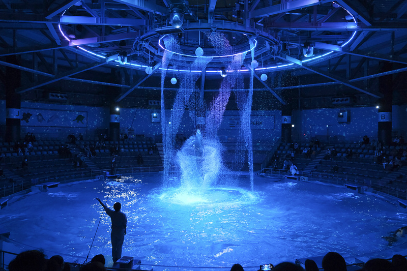 【東京】品川水族館Maxell Aqua Park：海豚秀超