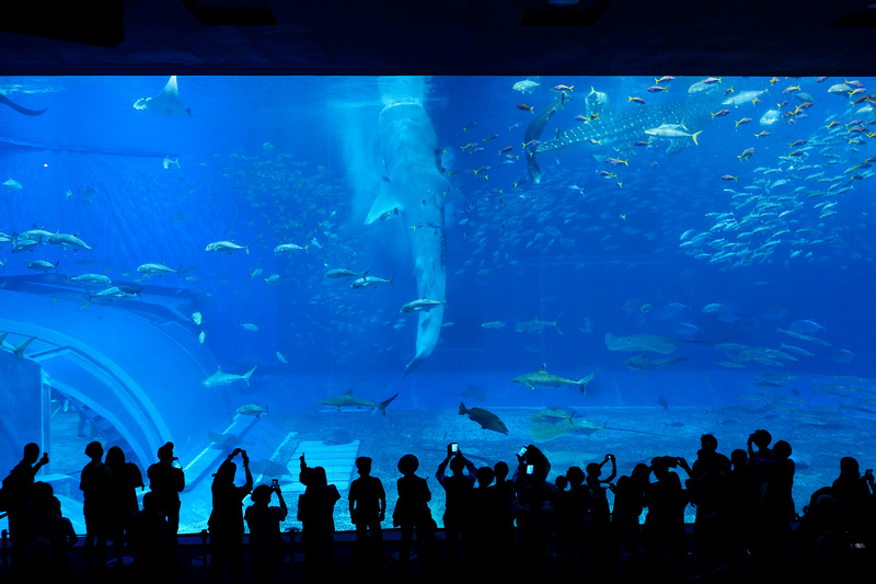 【沖繩】美麗海水族館最強攻略：必看表演、美食必買、門票交通大