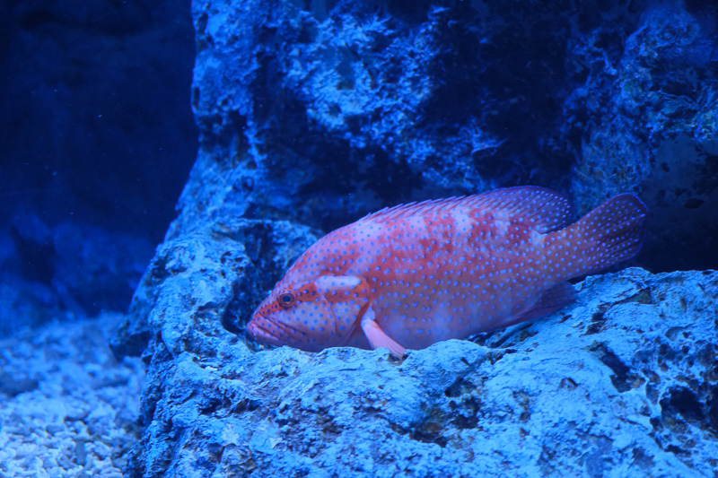 【東京】墨田水族館：晴空塔內超萌企鵝水母！門票優惠＆必看重點