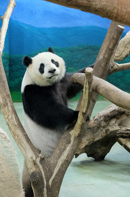 【台北市立動物園】木柵動物園：超萌企鵝熊貓無尾熊！門票停車＆