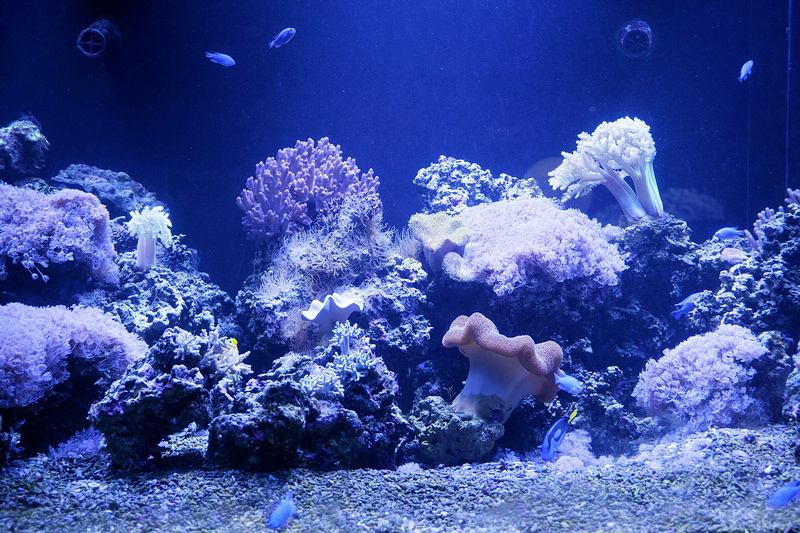 【澎湖】澎湖水族館：餵食秀超精彩！門票優惠＆海星觸摸池親子必